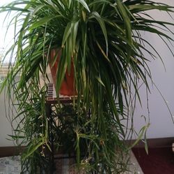 Extra Large SPIDER PLANT