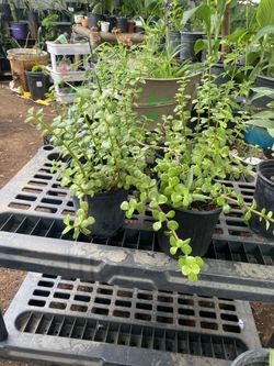 Planta De Jade 
