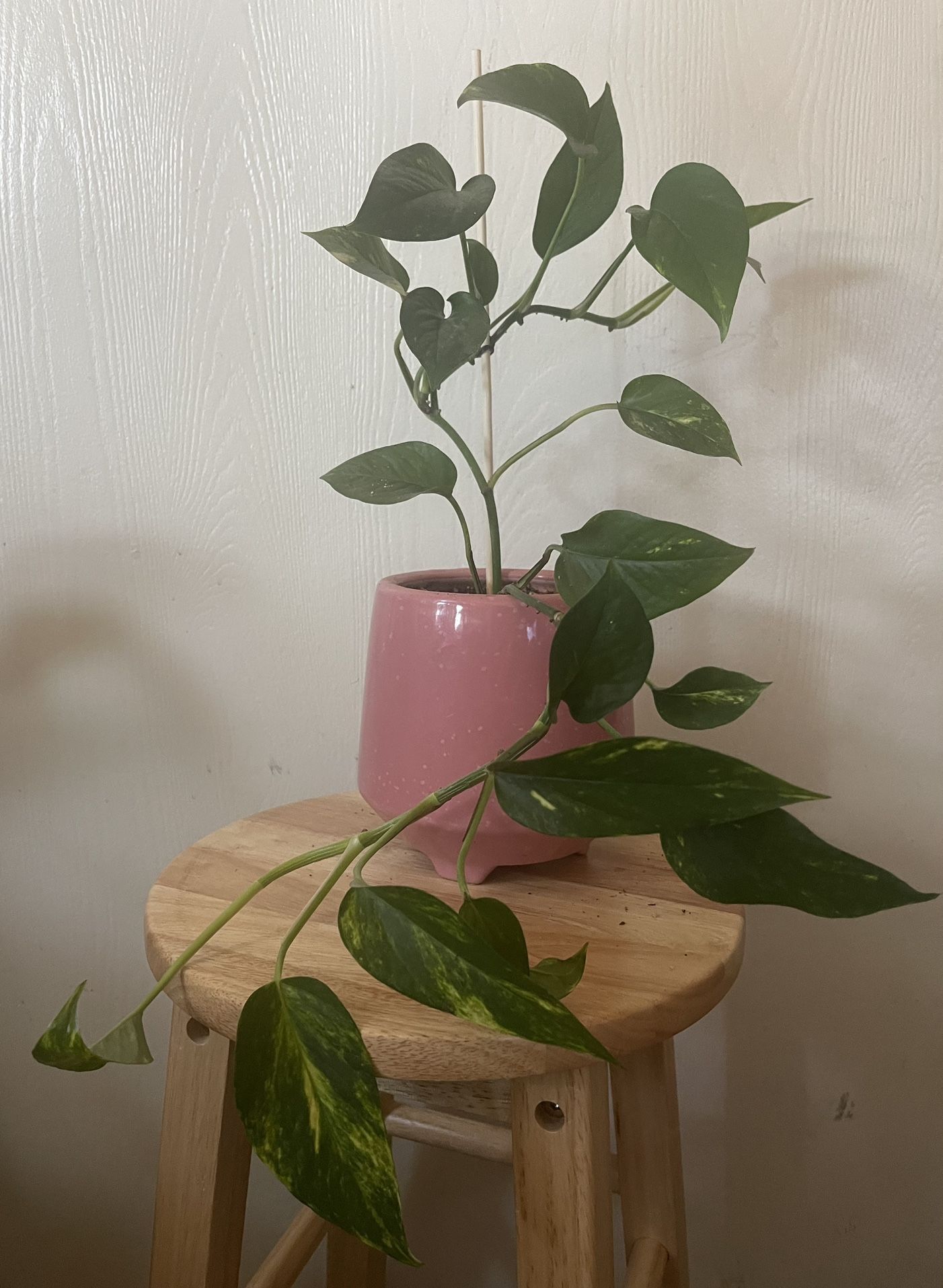 Pothos Live Indoor Plant- Real 