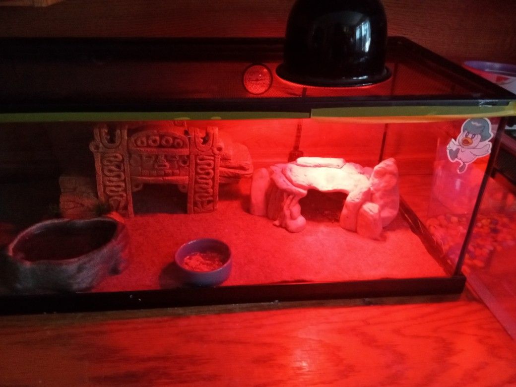 Leopard Geckos And Aquarium
