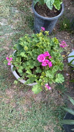 Fuchsia Malva 