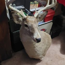 8 Pt Buck Shoulder Mount
