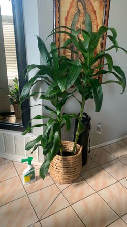 Dracena 3 in one por