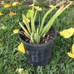 Alovera Plant