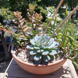 Succulent Arrangement #28 