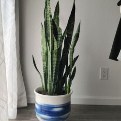 4 Foot Mother-in-law Plant