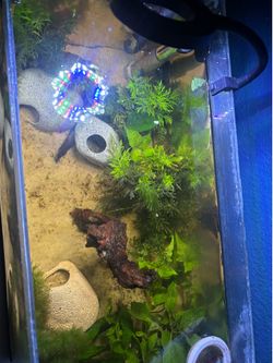 FISH TANK