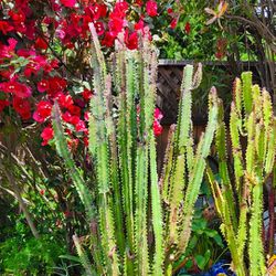 Euphorbia Trigona Rubra African Milk Tree Succulent Cactus Plant - 5 ft. Tall! 🌵