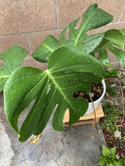 Big Monstera Delisiosa Plant
