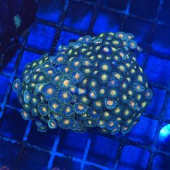 Fake Reef Decoration 