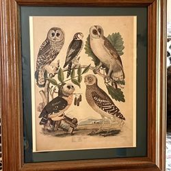 Framed Owl Print 
