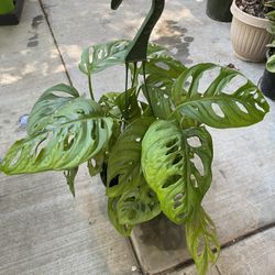 6” Monstera Wide Leaf