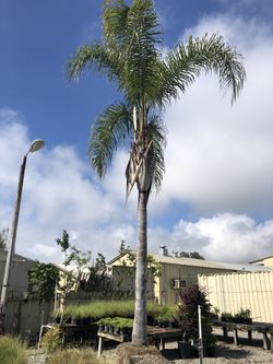 Palm tree for sale