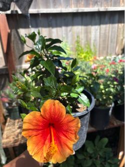 Yellow hibiscus flower plant 🪴 🍑