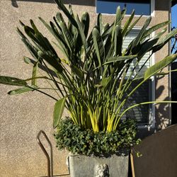 Plantas de Ave de Paraíso  (bird Of Paradise Plants)
