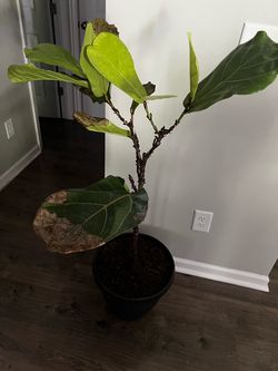 Fiddle Leaf Fig Tree in Pot