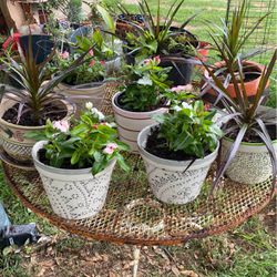 Mother Day Plants With Ceramic Pots