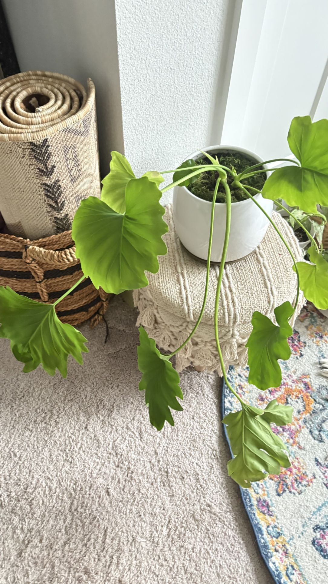 Philodendron Hope In Ceramic Pot