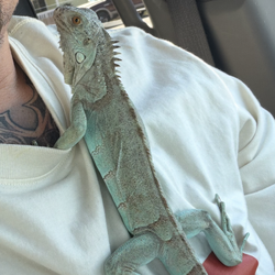 Services  Stunning, aqua blue iguana