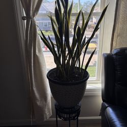 Snake Plants W/ Stand 