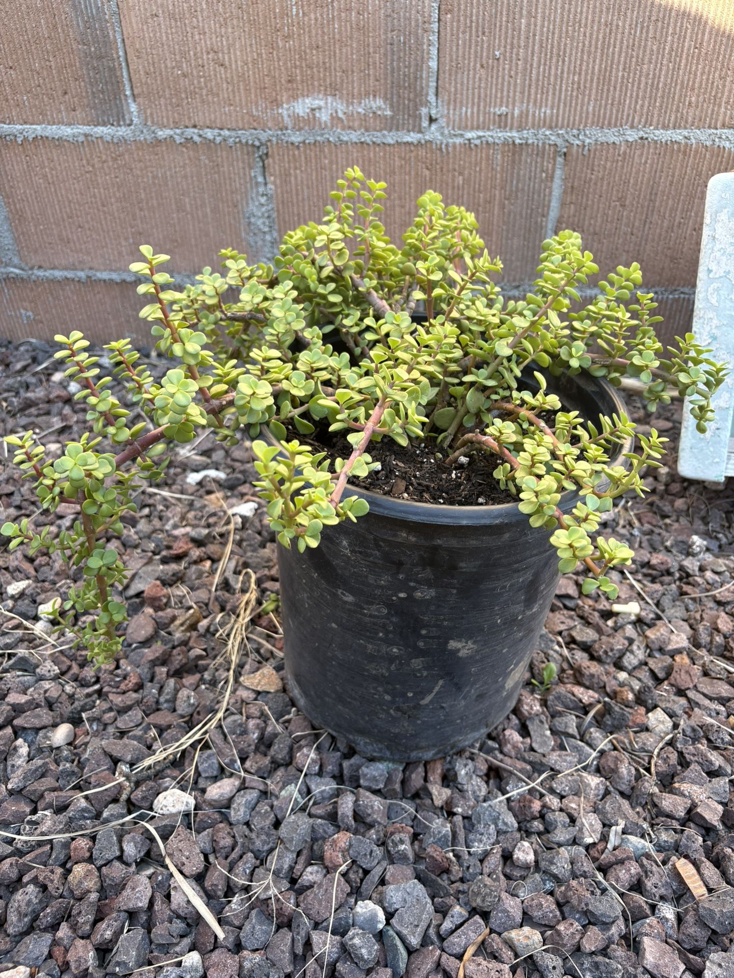Elephant Bush Plant