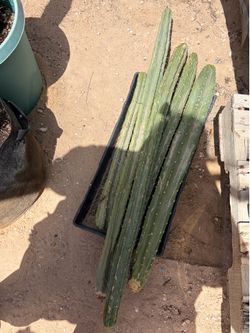 Large San Pedro Cactus Cuttings