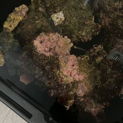 Live Saltwater Rock