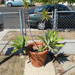 PLANT