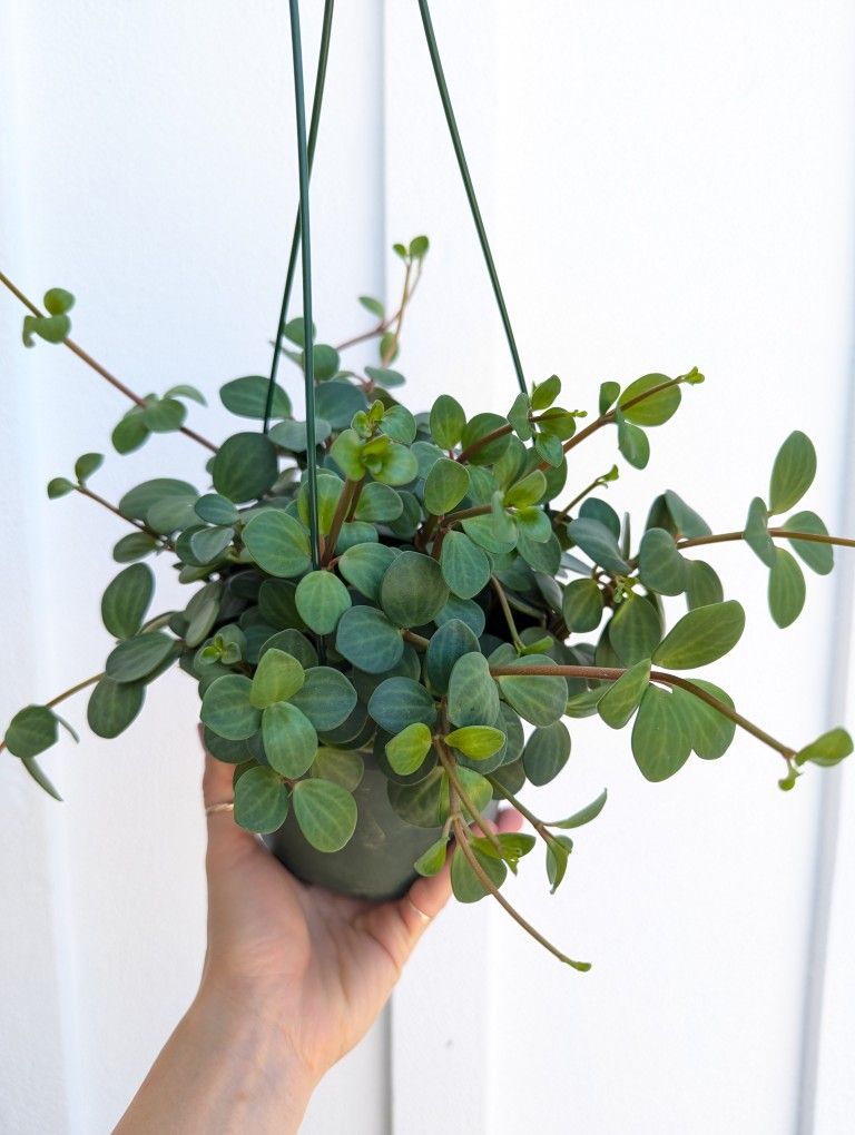 Pepperomia Hope Plant 6" Pot - Indoor House Plants