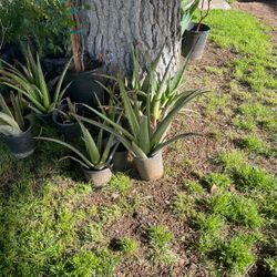 Savila Aloe Vera $10 Cada Una $10 Each