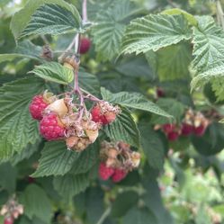 Raspberry Plants