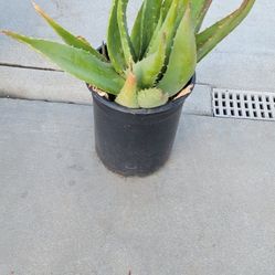 Aloe Vera Plant