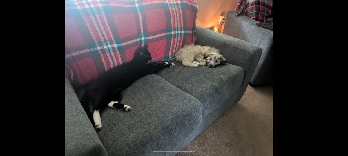 Loveseat With Twin Pull Out Bed