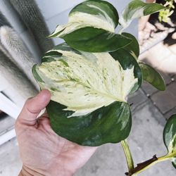 Manjula photos - Huge Leaf Top Cutting 