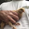 Kevin