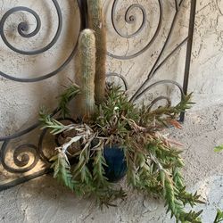 Succulents In Ceramic Blue Pot 