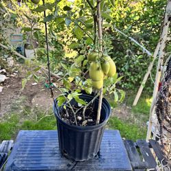 Tomato Plant with tomatos 