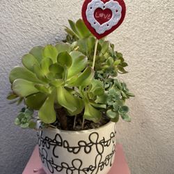 Valentines Gift Succulent Plant