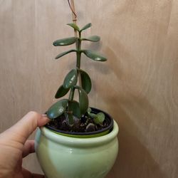 Jade Plant 