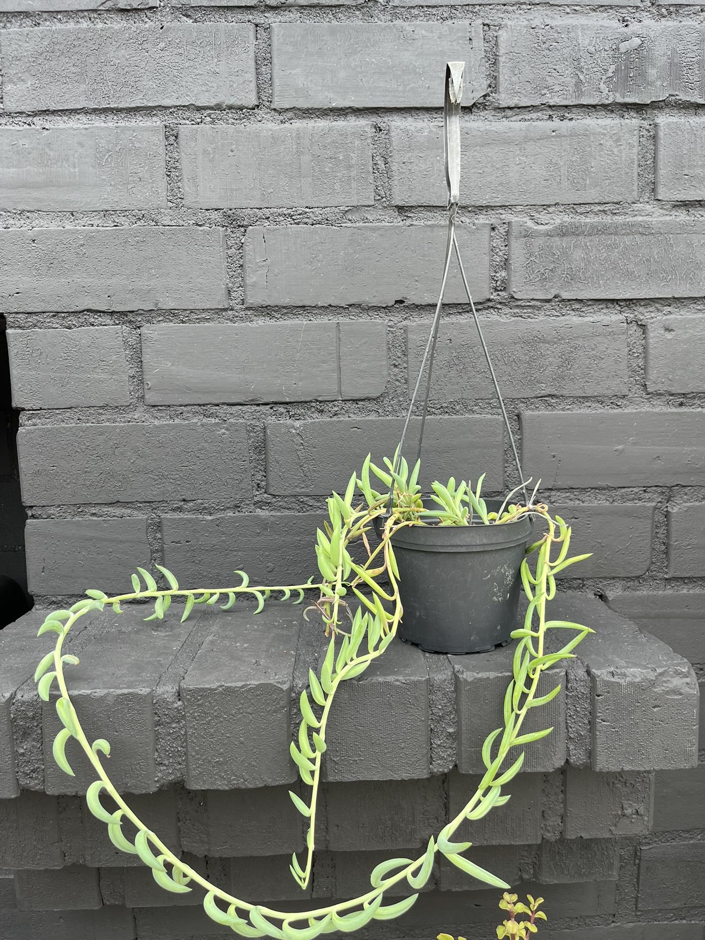 Succulents
