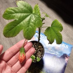 Orange Tiger Abutilon Plant, Chinese Lantern Plant, 4 inch Pot