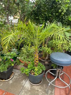 Palm and geranium