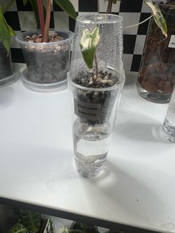 Alocasia Zebrina Pup