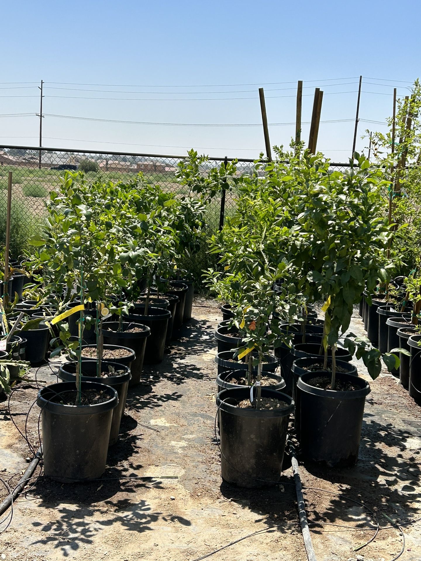 Citrus Trees for Sale in Moreno Valley, CA OfferUp