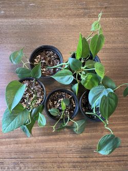 Heart Leaf Philodendron