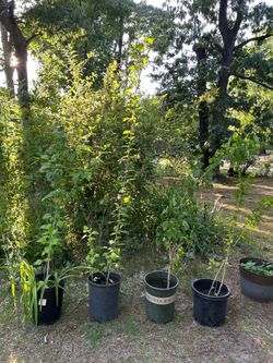 Rose of Sharon plants