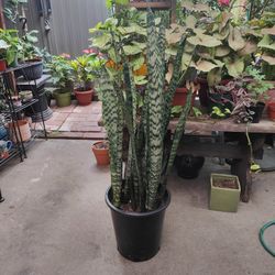 Snake Plant 