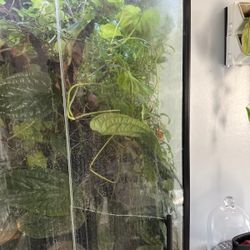 Plant Terrarium 