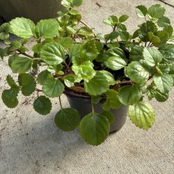 Maceta De Plata La Millonaria Muy Bonita 