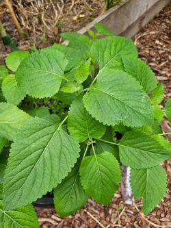 Medicinal plants